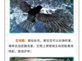 方舟生存进化升级攻略 - 方舟生存进化靠什么升级