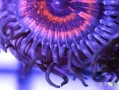 海水缸新手攻略 - 海水缸新手攻略完整版