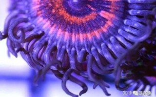 海水缸新手攻略 - 海水缸新手攻略完整版