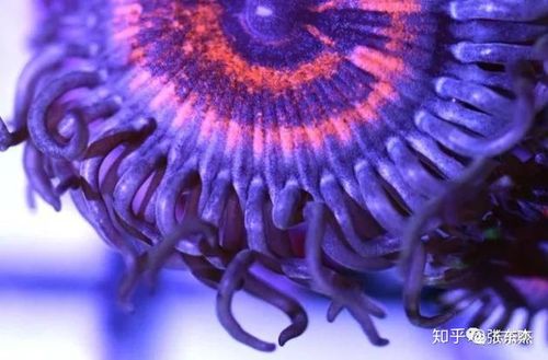 海水缸新手攻略 - 海水缸新手攻略完整版 海水缸新手攻略 - 海水缸新手攻略完整版