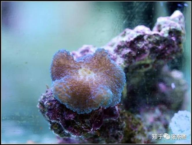 海水缸新手攻略 - 海水缸新手攻略完整版 海水缸新手攻略 - 海水缸新手攻略完整版